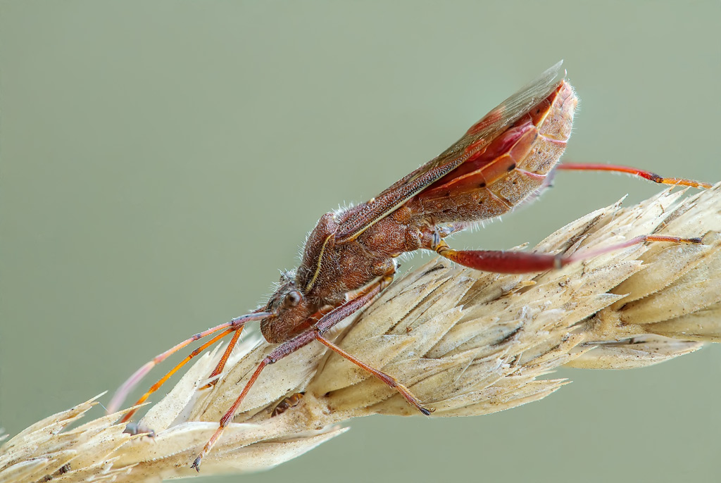 Coreus marginatus? No, Camptopus lateralis